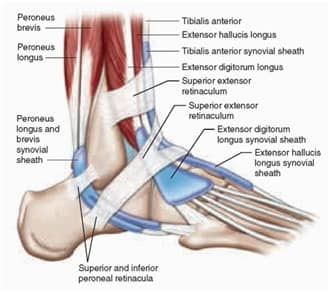 Ankle and Foot Pain 7