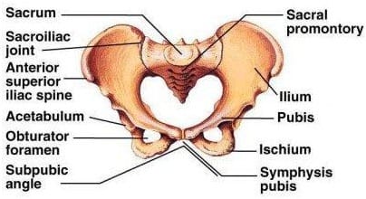 Pelvis and hip Pain