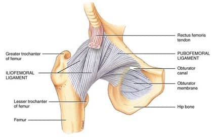 Ligaments of hip joint