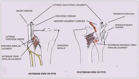 Superior Tibiofibular Joint Sprain Treatment | Physiotherapy at Home