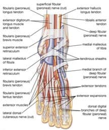 Ankle and Foot Pain 10