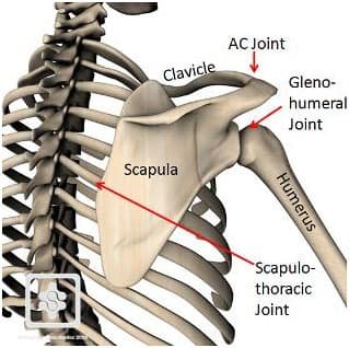 Shoulder joint